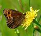 erebia_.jpg