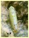 stigmatipennis su Verbascum (8).JPG