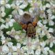 Diptera-sp-20250724-005-DPPQf.jpg