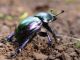 T_pyrenaeus_splendens_Monte_Morra_4-X-2004_f06.jpg