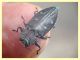 Chrysobothris affinis (17).JPG