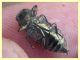 Chrysobothris affinis (29).JPG