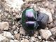T_pyrenaeus_splendens_Monte_Morra_26-IX-2004_f09.JPG