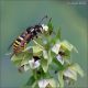 Vespidae-sp-20250724-008-DPPQf.jpg
