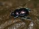 T_pyrenaeus_splendens_Arcinazzo_Altipiani_6-VIII-2010_OL015.JPG