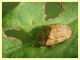 prob. Hypocassida subferruginea - (8).JPG