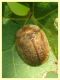prob. Hypocassida subferruginea - (19).JPG