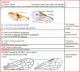 Keys of CIMBICIDAE, MEGALODONTIDAE, PAMPHILIDAE, XYELIDAE ter.jpg