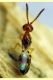 Cerocephala eccoptogastri 2 mm. - 20.6.2025 - (101).JPG