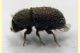 Hypoborus ficus circa 1,3 mm. -  27.5.2025 - (11).JPG
