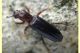 Ogmoderes angusticollis 4,5 e 5 mm. - 10.7.2025 - (9).JPG
