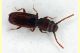 prob Cryptolestes juniperi 2 mm. - 27.5.2025 - (5).JPG