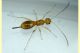 prob. Braconidae - 1 mm. - 24.6.2025 - (3).JPG