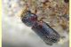 Scobicia sp. quasi 4 mm. - 1.6.2025 - (2).JPG