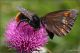 Bombus-sp-20250722-005-JOGf.jpg