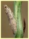 prob. Cadra figulilella su prob. Epilobium sp. - (29).JPG