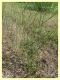 prob. Cadra figulilella su prob. Epilobium sp. - (61).JPG
