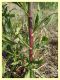 prob. Cadra figulilella su prob. Epilobium sp. - (66).JPG