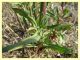 prob. Cadra figulilella su prob. Epilobium sp. - (80).JPG