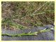 prob. Cadra figulilella su prob. Epilobium sp. - (75).JPG