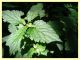 chrysolina fastuosa su Lamium album 10.6.2025 - (48).JPG
