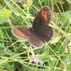 erebia.jpg