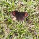 erebia 2.jpg
