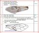Genera's Key of Siricidae.jpg
