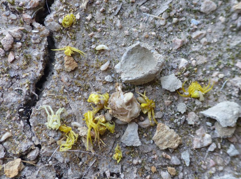 sceliphron caementarium con thomisus.JPG