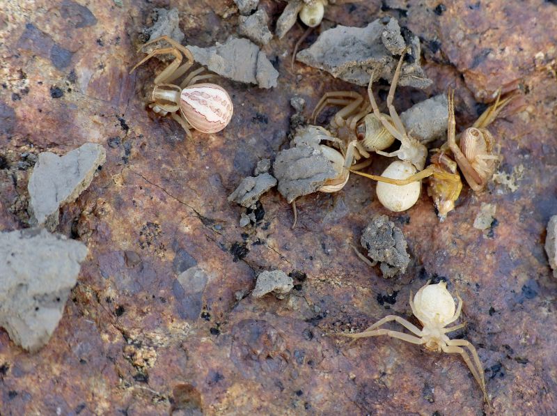 sceliphron nido rotto.JPG