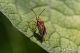 Stictopleurus_abutilon_G4A7842-43x.jpg