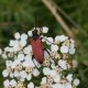 Paracorymbia fulvia.jpg