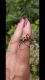 pachyta quadrimaculata.jpg