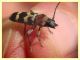Chlorophorus trifasciatus - (5).JPG