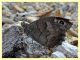 Hipparchia sp. - (1).JPG