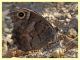 Hipparchia sp. - (2).JPG