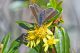 D500_71121 Lycaena subalpina Speyer, 1851 - femmina bis.jpg