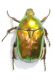 Protaetia (Eupotosia) affinis.jpg