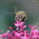 Amegilla-sp-20250810-003-DPPQf.jpg