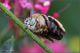 Amegilla-sp-20250810-009-JMOGf.jpg