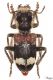 Clerus-mutillarius_02.jpg