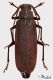 Prinobius myardi_01.jpg