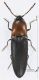 Elateridae_T061_d_s.jpg