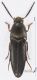 Eucnemidae_d_s.jpg