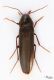 Serropalpus barbatus_01.jpg