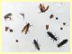 Cryptolestes sp. -  (15).JPG