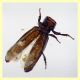 Cryptolestes sp. -  (32).JPG