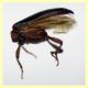 Cryptolestes sp. -  (36).JPG