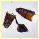 Cryptolestes sp. -  (38).JPG
