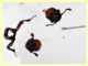 Cryptolestes sp. -  (34).JPG